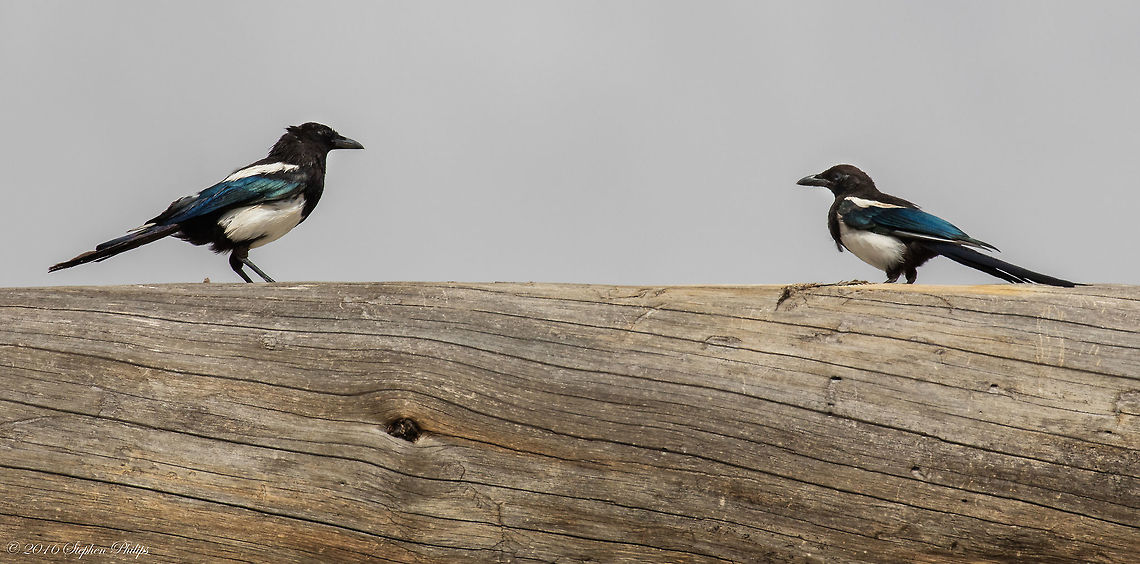 You Looking at Me? Not the best comp but the only shot I was able to get of a magpie on my way through Utah. Geotagged,Pica hudsonia,Summer,United States,black-billed magpie