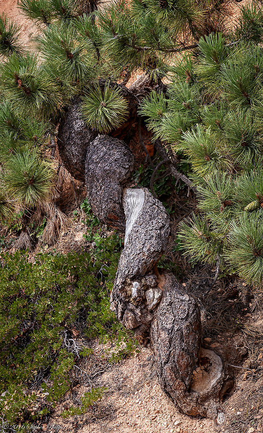 Twisted Trunk The Limber Pine, a very durable tree, grows near timberline, from 5,000 to 12,000 feet. Because it is an exceptionally slow growing species, it does not compete well with the other conifers in its habitat. So you will only find it growing in places where White Fir, Western Hemlock, Lodgepole Pine, Douglas-fir and Engelmann Spruce can't survive. This often means southwestern slopes, on the very edge of cliffs or in pockets on talus slopes. Ironically, it's the Limber Pines that will eventually stabilize enough soil to make it possible for the other trees to grow on the same location. <br />
<br />
This pine has a short, thick trunk with an irregular crown and can develop a stunted, twisted form, very low to the ground. Compared to many of the other conifers, this is a relatively small tree, usually 25 to 30 feet tall and about 12 to 30 inches in diameter. The cones are light brown, 3-10 inches long without prickles, but with very thick scales. They tend to hang down from the branches. The needles are found in bundles of five, in tufts, at the ends of the branches. The tree sheds its needles about every five years.<br />
 Geotagged,Limber pinePinus flexilis,Pinus flexilis,Summer,United States