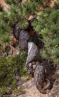Twisted Trunk The Limber Pine, a very durable tree, grows near timberline, from 5,000 to 12,000 feet. Because it is an exceptionally slow growing species, it does not compete well with the other conifers in its habitat. So you will only find it growing in places where White Fir, Western Hemlock, Lodgepole Pine, Douglas-fir and Engelmann Spruce can't survive. This often means southwestern slopes, on the very edge of cliffs or in pockets on talus slopes. Ironically, it's the Limber Pines that will eventually stabilize enough soil to make it possible for the other trees to grow on the same location. 

This pine has a short, thick trunk with an irregular crown and can develop a stunted, twisted form, very low to the ground. Compared to many of the other conifers, this is a relatively small tree, usually 25 to 30 feet tall and about 12 to 30 inches in diameter. The cones are light brown, 3-10 inches long without prickles, but with very thick scales. They tend to hang down from the branches. The needles are found in bundles of five, in tufts, at the ends of the branches. The tree sheds its needles about every five years.
 Geotagged,Limber pinePinus flexilis,Pinus flexilis,Summer,United States