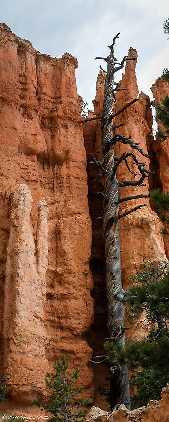 Expired Old Growth Twisted Pine  Pinus flexilis original upload and more information on this unique pine. <figure class="photo"><a href="https://www.jungledragon.com/image/44469/twisted_trunk.html" title="Twisted Trunk"><img src="https://s3.amazonaws.com/media.jungledragon.com/images/2428/44469_thumb.jpg?AWSAccessKeyId=05GMT0V3GWVNE7GGM1R2&Expires=1763596810&Signature=l09dXb2Evg5dazBa7iYDpwhkuyc%3D" width="94" height="152" alt="Twisted Trunk The Limber Pine, a very durable tree, grows near timberline, from 5,000 to 12,000 feet. Because it is an exceptionally slow growing species, it does not compete well with the other conifers in its habitat. So you will only find it growing in places where White Fir, Western Hemlock, Lodgepole Pine, Douglas-fir and Engelmann Spruce can&#039;t survive. This often means southwestern slopes, on the very edge of cliffs or in pockets on talus slopes. Ironically, it&#039;s the Limber Pines that will eventually stabilize enough soil to make it possible for the other trees to grow on the same location. <br />
<br />
This pine has a short, thick trunk with an irregular crown and can develop a stunted, twisted form, very low to the ground. Compared to many of the other conifers, this is a relatively small tree, usually 25 to 30 feet tall and about 12 to 30 inches in diameter. The cones are light brown, 3-10 inches long without prickles, but with very thick scales. They tend to hang down from the branches. The needles are found in bundles of five, in tufts, at the ends of the branches. The tree sheds its needles about every five years.<br />
 Geotagged,Limber pinePinus flexilis,Pinus flexilis,Summer,United States" /></a></figure> Geotagged,Limber pinePinus flexilis,Pinus flexilis,Summer,United States