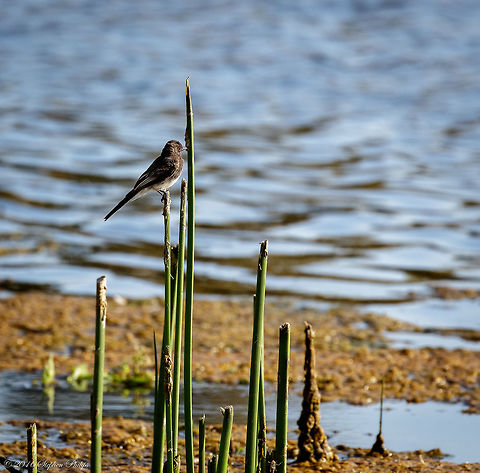 California Gnatcatcher A small songbird waiting for the evening hatch of small insects and flies to arrive. California gnatcatcher,Geotagged,Polioptila californica,Sayornis nigricans,Summer,United States,black phoebe