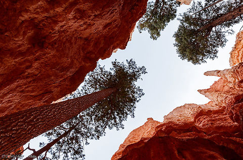 Reaching Heaven These ponderosa pine trees are defying shade by reaching above the sides of the canyon walls. The walls were over 80' (24m) high on both sides blocking most of the days sun. Geotagged,Summer,United States