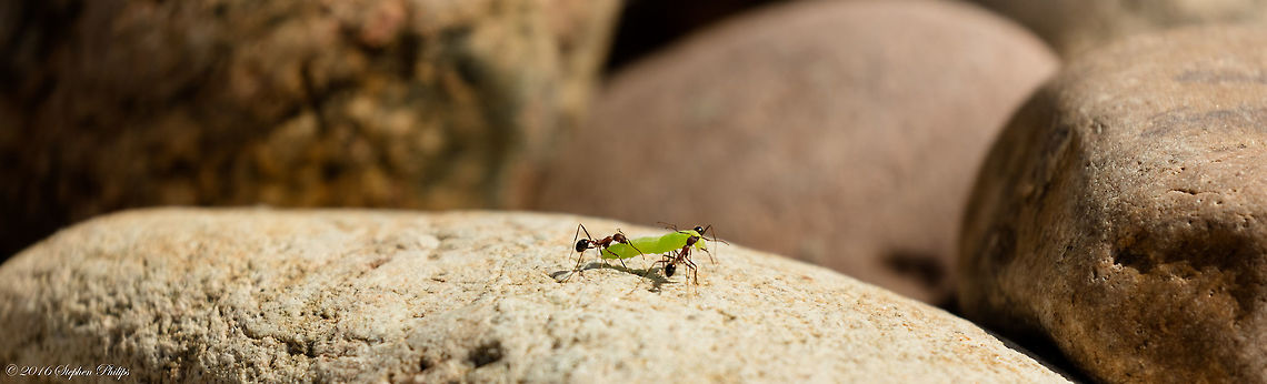 Threes Company These ants are working together to haul this caterpillar to its nest. Teamwork is awesome in the ant community. I am not sure what species of caterpillar this is as they chewed off its head before hauling it away. Dorymyrmex bicolor,Geotagged,Summer,United States