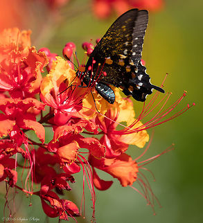 Pipevine Some wing flap but I do like the body shot. Battus philenor,Geotagged,Pipevine Swallowtail,Summer,United States
