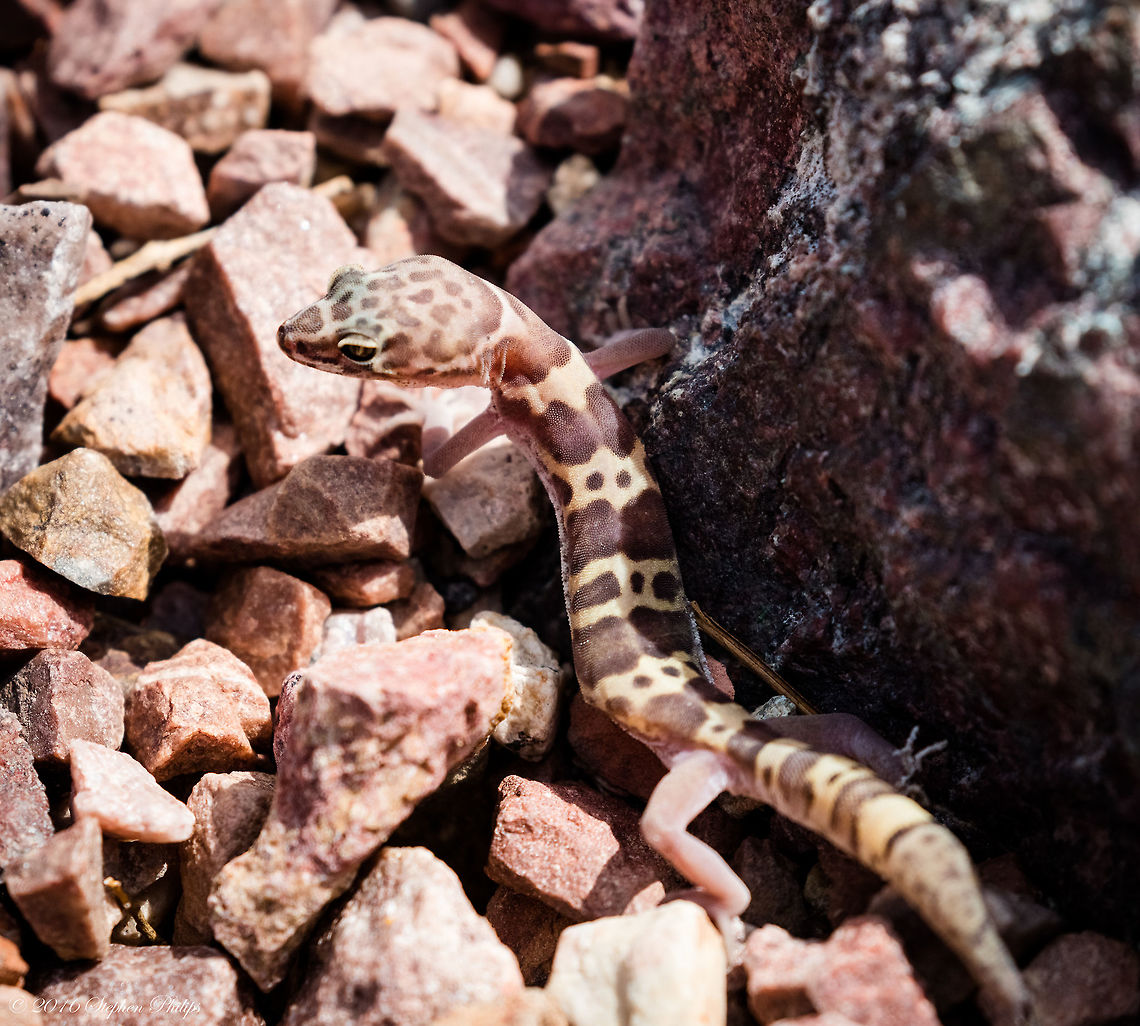 Blended and Banded Banded geckos are abundant in the deserts, occupying a wide range of habitats. When protecting its territory against other males, or when captured, they emit a squeak or chirp.<br />
Most geckos are small, usually nocturnal lizards of the family Gekkonidae, which contains about 80 genera and about 700 species. These reptiles usually have a soft skin, a short, stout body, large head, and limbs often equipped with suction-padded digits.<br />
Banded geckos, genus Coleonyx, are now considered to be in the family Eublepharidae because of common differences between the eublepharids and gekkonids which set them apart from each other. Moveable eyelids and lack of expanded toepads are the most notable of the anatomical features which set Coleonyx and its allies apart from the "wall climbers such as Hemidactylus and gekko. Coleonyx variegatus,Geotagged,Summer,United States