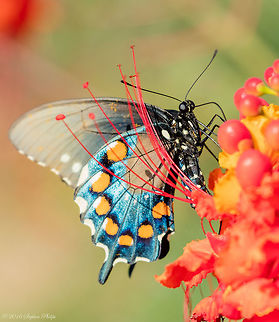 Pipevine Swallowtail on Mexican Bird of Paradise I uploaded the wrong image the first time. Much better clarity and detail. Sorry for the dup! Battus philenor,Geotagged,Pipevine Swallowtail,Summer,United States