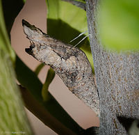 Chrysalis or Cocoon Day 3 Day (3) of the cocoon stage. Now that it is in this stage I no longer claim it is a silkworm. This is a Swallowtail chrysalis. Threads now hold the cocoon in place while it is developing. Very cool! Geotagged,Giant Swallowtail,Papilio cresphontes,Summer,United States