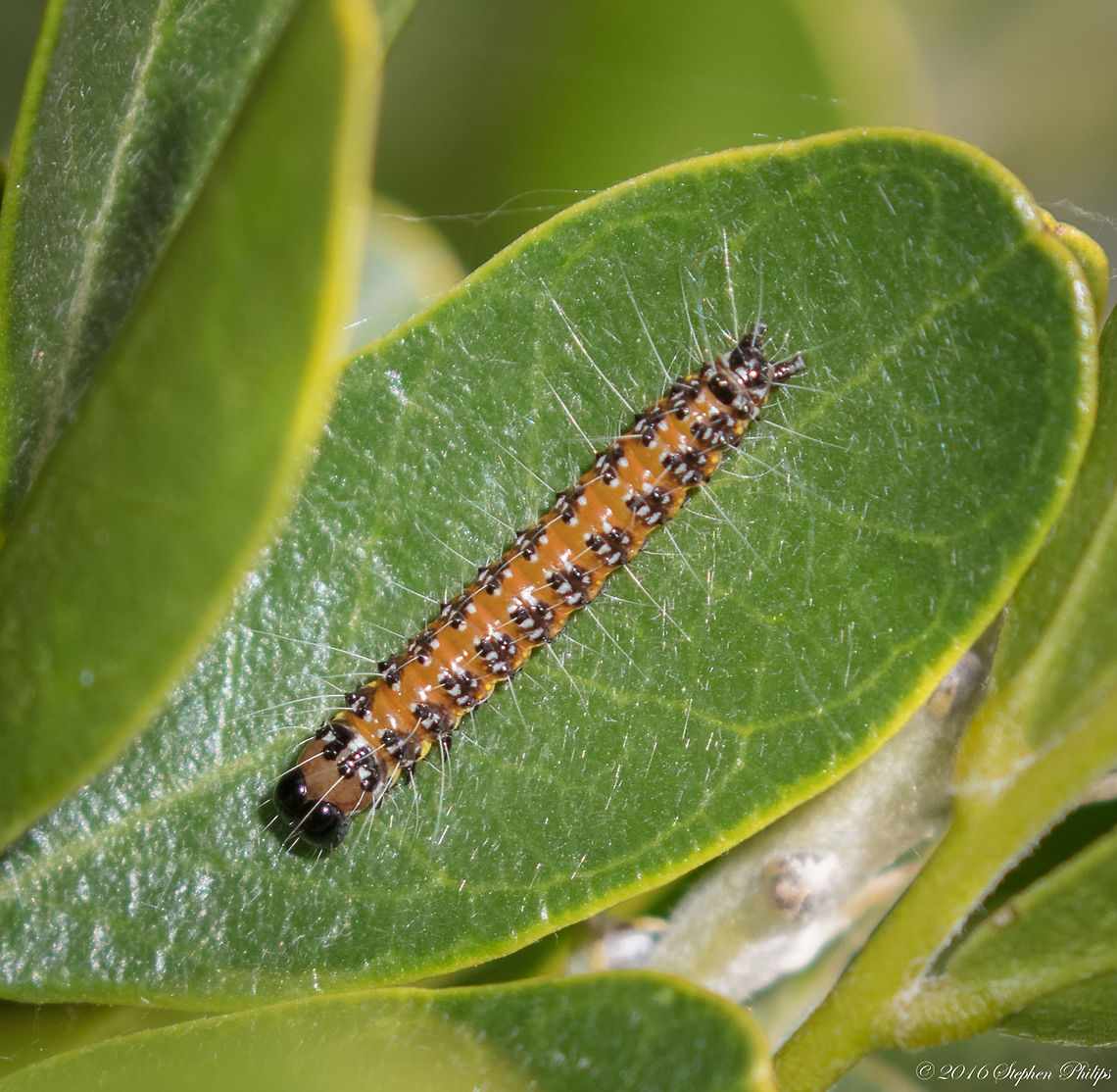 Desert Webworm Native to North America, fall webworms can produce from one to four generations per year. Webworms enclose small branches and leaves in their light gray colored webs. It&rsquo;s not considered a major economic pest in forestry, but it can heavily defoliate shade trees and ornamentals. Its webs are unsightly, and constant infestations of individual trees will cause limb and branch diebacks.<br />
The fall webworm feeds on more than 100 species of trees and ornamentals. Pecan, oak and fruit trees are their preferred hosts in our area.<br />
Adult moths appear from May through August and deposit their eggs in hair-covered masses on the underside of leaves. The larvae are a pale yellowish-green with a dusky strip down the back and a yellow stripe down each side.<br />
As the worms mature, they become covered with long gray hairs. Their head color varies from red to black. The newly hatched larvae spin a web over the foliage on which they feed for protection against predators. On heavily infested trees, webs may be found on several branches. The webs they build in trees stay around long after the worms leave. Fall,Fall webworm,Geotagged,Hyphantria cunea,United States