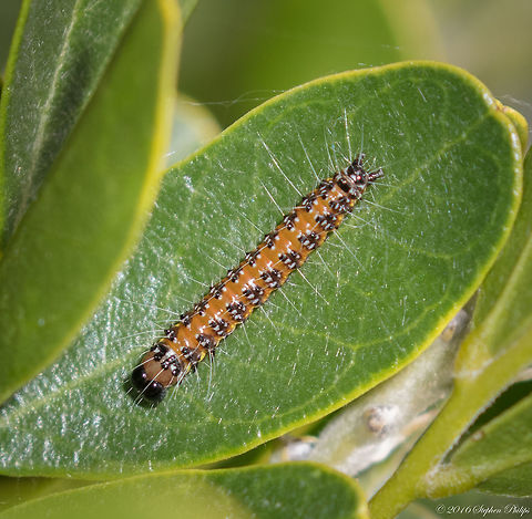 Desert Webworm Native to North America, fall webworms can produce from one to four generations per year. Webworms enclose small branches and leaves in their light gray colored webs. It&rsquo;s not considered a major economic pest in forestry, but it can heavily defoliate shade trees and ornamentals. Its webs are unsightly, and constant infestations of individual trees will cause limb and branch diebacks.
The fall webworm feeds on more than 100 species of trees and ornamentals. Pecan, oak and fruit trees are their preferred hosts in our area.
Adult moths appear from May through August and deposit their eggs in hair-covered masses on the underside of leaves. The larvae are a pale yellowish-green with a dusky strip down the back and a yellow stripe down each side.
As the worms mature, they become covered with long gray hairs. Their head color varies from red to black. The newly hatched larvae spin a web over the foliage on which they feed for protection against predators. On heavily infested trees, webs may be found on several branches. The webs they build in trees stay around long after the worms leave. Fall,Fall webworm,Geotagged,Hyphantria cunea,United States