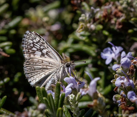 Checkered Skipper  Fall,Geotagged,Pyrgus philetas,United States