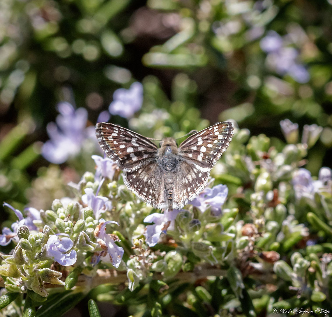desert_fall_insects-5  Fall,Geotagged,Pyrgus philetas,United States