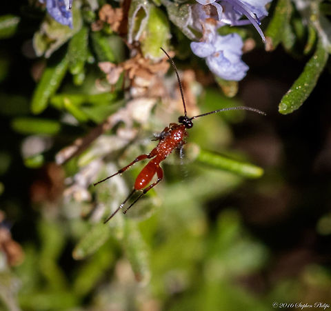 sawfly? I believe this is some type of sawfly but can not find a specific ID. It is a bit blurry but it was in flight which I thought was a great way to see its entire body for better ID. What I struggle with is what appears to be a long tail which is not indicative to a sawfly. Need help on this. Here is another image with better clarity to assist: https://www.jungledragon.com/image/46100 Fall,Geotagged,United States