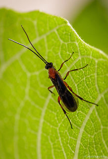 second sawfly image This is a second image for classification assistance... THANKS! Interestingly the long tail is "playing hooky" from this image. Best I can do is the Hollyhock Sawfly. See references below. Fall,Geotagged,United States
