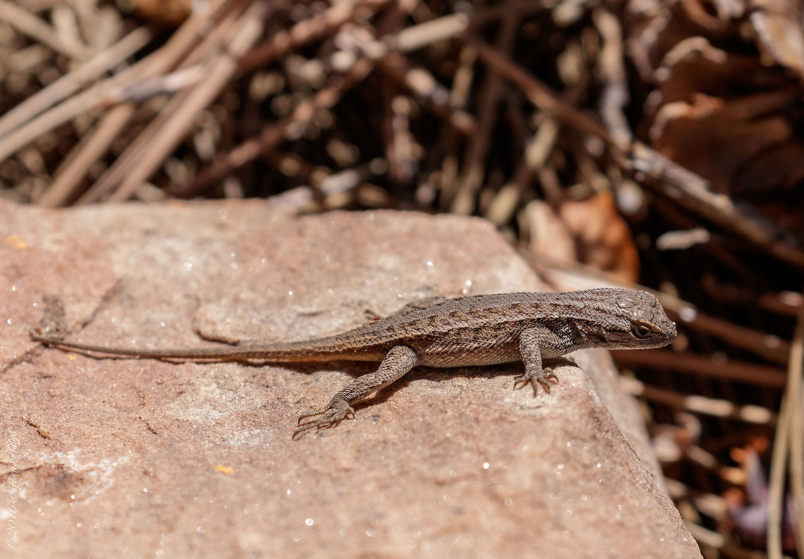 Sagebrush Lizard It is similar to the western fence lizard, another Sceloporus species found in the western US. The sagebrush lizard can be distinguished from the western fence lizard in that the former is on average smaller and has finer scales. The keeled dorsal scales are typically gray or tan, but can be a variety of colors. The main (ground) color is broken by a lighter gray or tan stripe running down the center of the back (vertebral stripe) and two light stripes, one on either side of the lizard (dorsolateral stripes). This lizard will sometimes have orange markings on its sides.<br />
<br />
Three regional variations of the sagebrush lizard are recognized: the southern sagebrush lizard lives in Southern California, and the western and northern variations are found in many western states, including Oregon, Idaho, Colorado, Montana, Washington, New Mexico, Utah, Wyoming, and Arizona. Fall,Geotagged,Sagebrush lizard,Sceloporus graciosus,United States