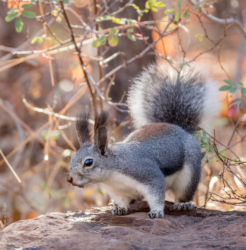 Hairy Ears Funny ears on these squirrels, I have not seen them before traveling across most of the western USA. Aberts squirrel,Fall,Geotagged,Sciurus aberti,United States
