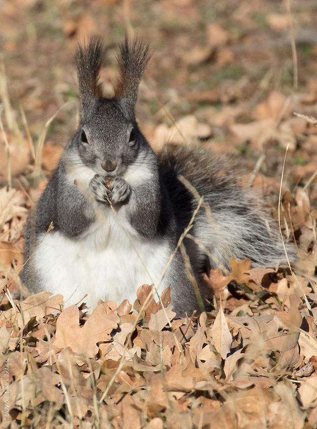 Albert's Squirrel II Since people enjoyed the first one I thought I would share another view to really see the hairy ears on this guy. Really a cool mammal and one I had not seen before this trip. Aberts squirrel,Fall,Geotagged,Sciurus aberti,United States