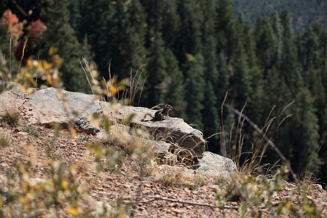 300m Cliff View This chipmunk was found simply looking over a 300m cliff into the valley as if it was just taking in the scenery and nothing else. It was a joy to watch. I truly felt as if it was just enjoying nature relaxing in the morning sun looking at a spectacular view. Cliff chipmunk,Fall,Geotagged,Tamias dorsalis,United States