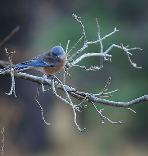 Western Bluebird Sialia mexicana Taken in low light at a distance of over 30m. Lovely song bird in the high mountains of Arizona at an altitude of 2000m. This was my first sighting of this species. Fall,Geotagged,Sialia mexicana,United States,Western bluebird