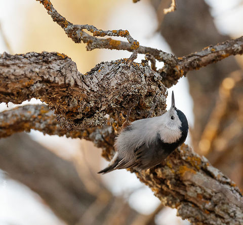 Sitta carolinensis Very quick little guy with a big voice! Fun to watch, more fun to take images of them as they are very much constantly on the go!! Fall,Geotagged,Sitta carolinensis,United States,White-breasted Nuthatch