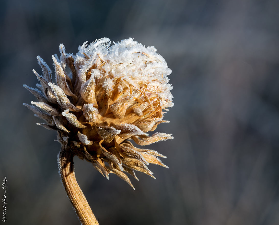 Winter is coming! This thistle was gently covered with frost at 3000m in October in the high mountains of central Arizona. The night must have been so calm as to allow the frost to settle in on this thistle in this way. Cirsium neomexicanum,Fall,Geotagged,United States