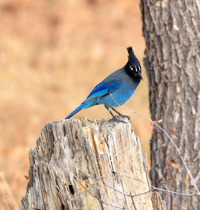 Brilliant Blue Pacific Range Stellar&#039;s Jay is simply magnificent in both coloring and wing pattern. This was taken a bit far away, handheld at a very slow shutter speed for the focal length used but still captures it&#039;s wonderful markings. Cyanocitta stelleri,Fall,Geotagged,Stellers jay,United States