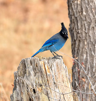Brilliant Blue Pacific Range Stellar's Jay is simply magnificent in both coloring and wing pattern. This was taken a bit far away, handheld at a very slow shutter speed for the focal length used but still captures it's wonderful markings. Cyanocitta stelleri,Fall,Geotagged,Stellers jay,United States