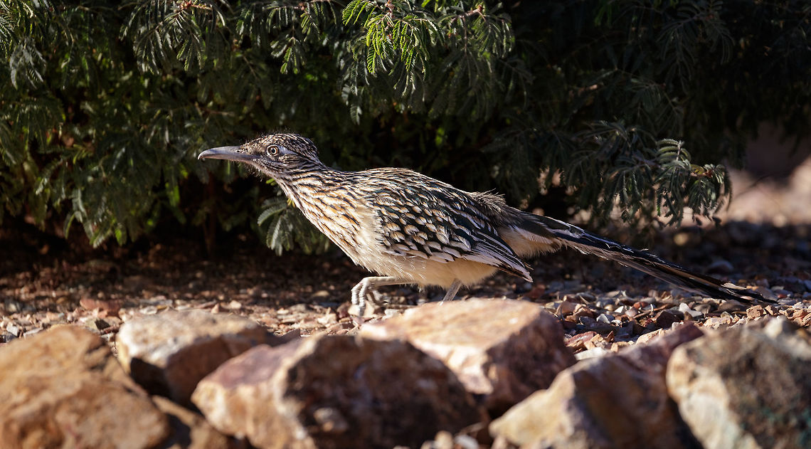 Arizona Roadrunner This roadrunner was on the move (as always). I love how prehistoric these birds are and love to photograph them. They are very intense hunters. Fall,Geococcyx californianus,Geotagged,Greater Roadrunner,United States