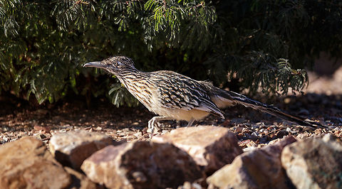 Arizona Roadrunner This roadrunner was on the move (as always). I love how prehistoric these birds are and love to photograph them. They are very intense hunters. Fall,Geococcyx californianus,Geotagged,Greater Roadrunner,United States