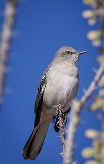 Gentle Pose A calm moment for these active birds. Fall,Geotagged,Mimus polyglottos,Northern Mockingbird,United States