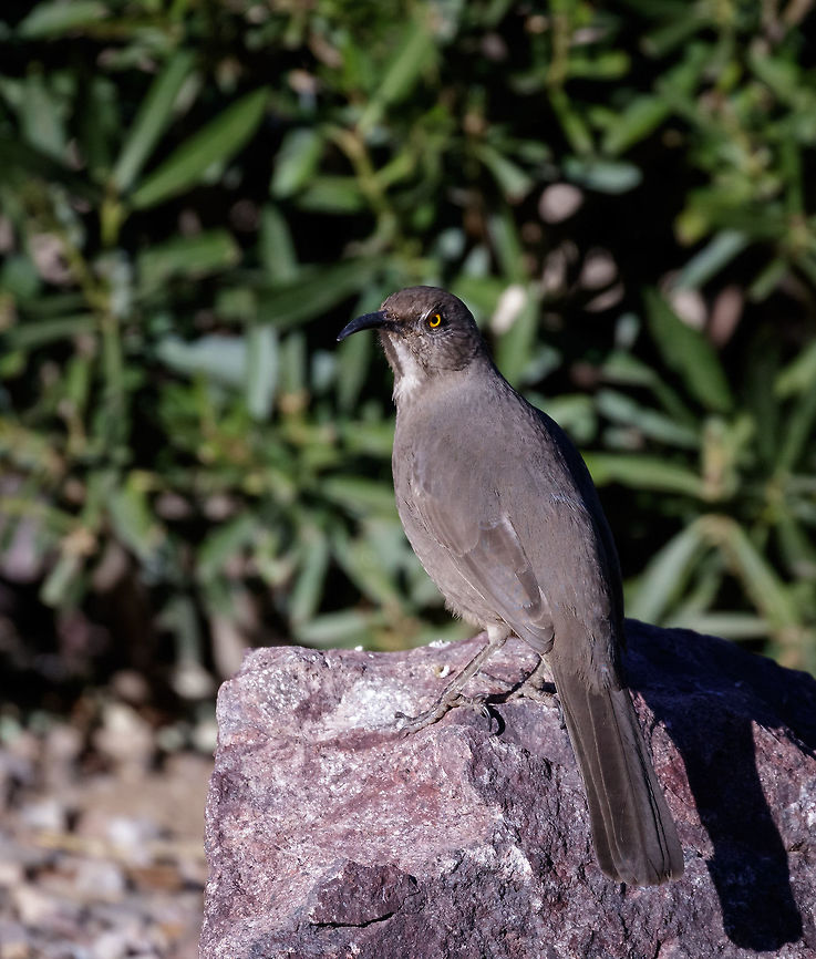THRASHER! The name could not be for fitting for this bird. When it is feeding or looking for seeds it trashes and thrashes aggressively with its curved bill. Curve-billed thrasher,Fall,Geotagged,Toxostoma curvirostre,United States