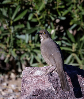 THRASHER! The name could not be for fitting for this bird. When it is feeding or looking for seeds it trashes and thrashes aggressively with its curved bill. Curve-billed thrasher,Fall,Geotagged,Toxostoma curvirostre,United States
