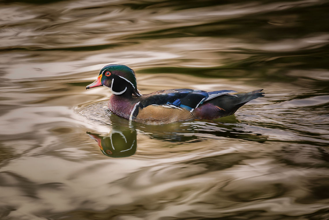 Re-processed Wood Duck I uploaded this wood duck previously but took another swing at improving the results. I hope you like this one better! Aix sponsa,Geotagged,Summer,United States,Wood duck