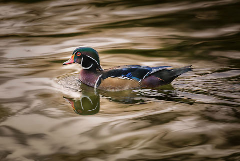 Re-processed Wood Duck I uploaded this wood duck previously but took another swing at improving the results. I hope you like this one better! Aix sponsa,Geotagged,Summer,United States,Wood duck
