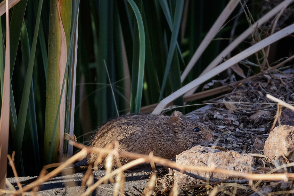Pack Rat Not very exciting but seldom seen in daylight. This is a rat that gets its name for good reasons. It scavenges everything it can get to build a nest that resembles a hoarder more than a mammal. I have even seen these setup what looks like a living room with different materials including rat bait blocks that are positioned as chairs or tables in open spaces. Quite funny to think about... Fall,Geotagged,Neotoma albigula,United States,White-throated woodrat