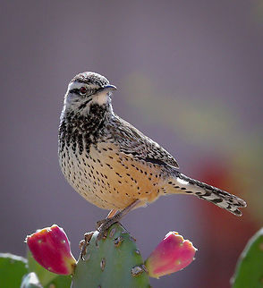 Feeding time! This cactus wren enjoys the cactus fruit that is abundant this time of year in the Arizona desert. Cactus wren,Campylorhynchus brunneicapillus,Fall,Geotagged,United States