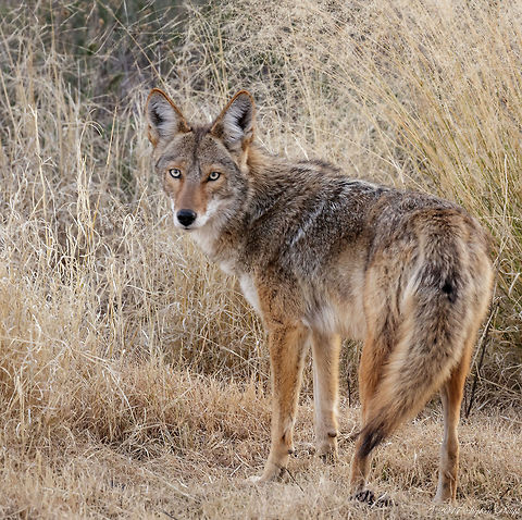 Beautiful Pack Leader This very healthy coyote was marking his territory as he was watching out for his pack. The pack was hunting nearby as he kept a close eye on everything moving within his view.

Side note: A little soft as it was dusk and the lack of good lighting slowed down my shutter speed. Canis latrans,Coyote,Geotagged,United States,Winter