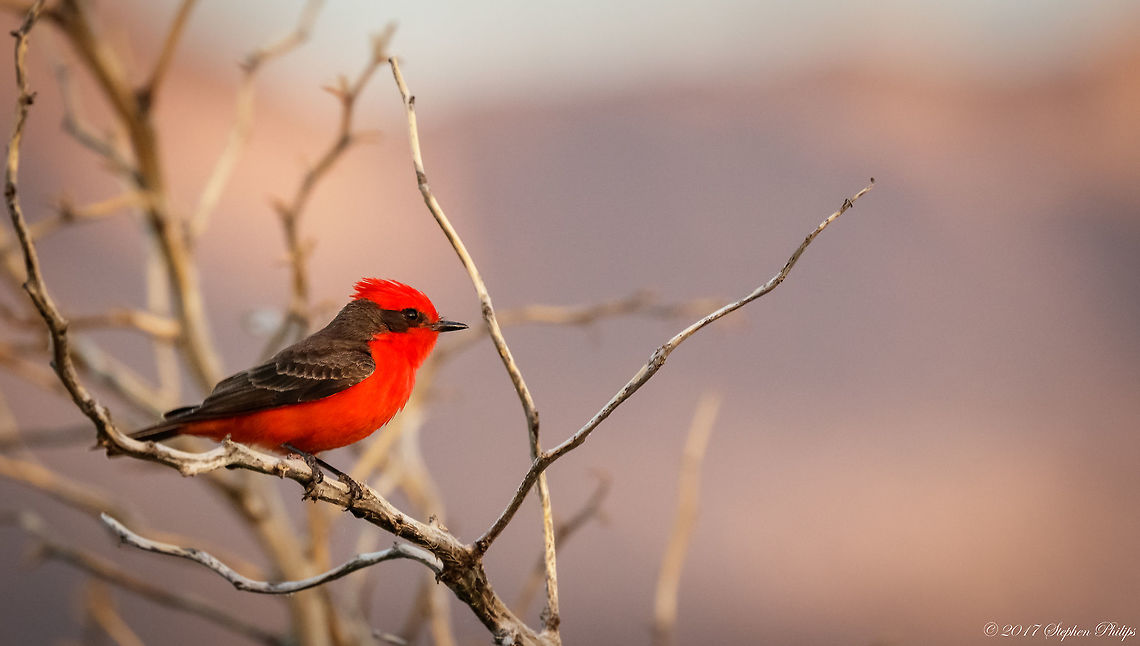 Vermillions are back This little guy has returned from winter migration.<br />
<br />
About the image: This little guy was nearly 35m away, severely cropped and taken in low light. Geotagged,Pyrocephalus rubinus,Spring,United States,Vermilion Flycatcher