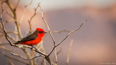 Vermillions are back This little guy has returned from winter migration.

About the image: This little guy was nearly 35m away, severely cropped and taken in low light. Geotagged,Pyrocephalus rubinus,Spring,United States,Vermilion Flycatcher