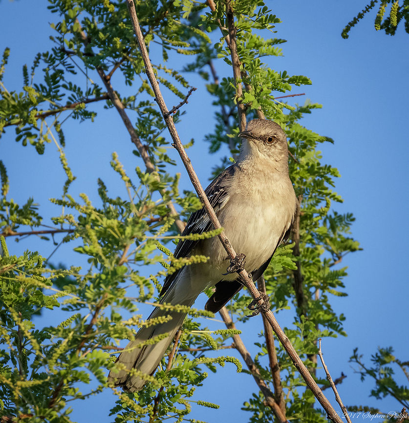 Northern Mockingbird Springtime is wonderful in the Arizona desert. New growth and abundant - healthy wildlife.<br />
<br />
Photo: taken at sunset Mimus polyglottos,Northern Mockingbird
