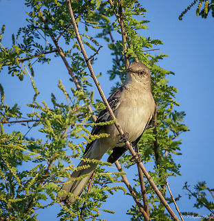 Northern Mockingbird Springtime is wonderful in the Arizona desert. New growth and abundant - healthy wildlife.

Photo: taken at sunset Mimus polyglottos,Northern Mockingbird