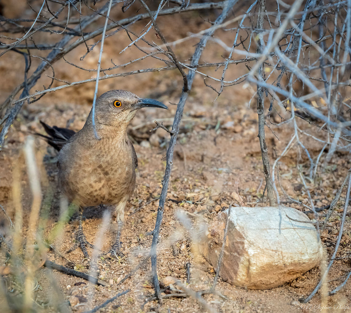 Time to Hunt This thrasher is hunting for just about anything. Here is a list of their diet: Its diet includes invertebrates such as beetles, moths, butterflies, arachnids, and snails. It also eats vegetable matter, and fruits from cacti, prickly pear, hackberries, and anacua, among other plants. The curve-billed has also been spotted eating dog food, and will feed it to their chicks.<br />
<br />
It is also known to target the nest of Cactus Wrens most likely due to it being a its chief rival for similar foods. Here is a link to one of my cactus wren images: <figure class="photo"><a href="https://www.jungledragon.com/image/47349/feeding_time.html" title="Feeding time!"><img src="https://s3.amazonaws.com/media.jungledragon.com/images/2428/47349_thumb.jpg?AWSAccessKeyId=05GMT0V3GWVNE7GGM1R2&Expires=1769040010&Signature=sryV%2BrqU6rLifurGdB1MKhtldkI%3D" width="140" height="152" alt="Feeding time! This cactus wren enjoys the cactus fruit that is abundant this time of year in the Arizona desert. Cactus wren,Campylorhynchus brunneicapillus,Fall,Geotagged,United States" /></a></figure> Curve-billed thrasher,Geotagged,Spring,Toxostoma curvirostre,United States