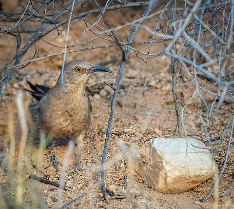 Time to Hunt This thrasher is hunting for just about anything. Here is a list of their diet: Its diet includes invertebrates such as beetles, moths, butterflies, arachnids, and snails. It also eats vegetable matter, and fruits from cacti, prickly pear, hackberries, and anacua, among other plants. The curve-billed has also been spotted eating dog food, and will feed it to their chicks.

It is also known to target the nest of Cactus Wrens most likely due to it being a its chief rival for similar foods. Here is a link to one of my cactus wren images: https://www.jungledragon.com/image/47349/feeding_time.html Curve-billed thrasher,Geotagged,Spring,Toxostoma curvirostre,United States