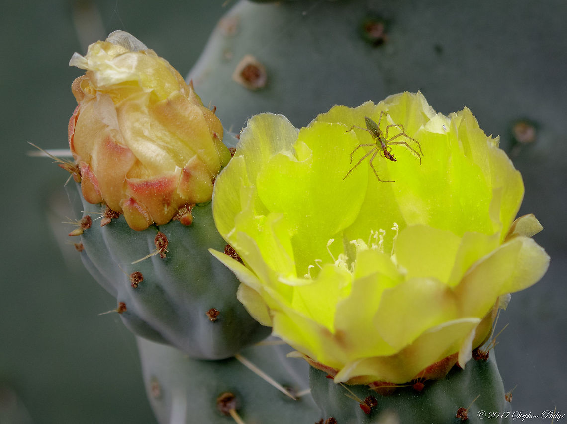 Dinner Green Lynx on a prickly pear cactus having a late afternoon snack. Geotagged,Green lynx spider,Peucetia viridans,Spring,United States