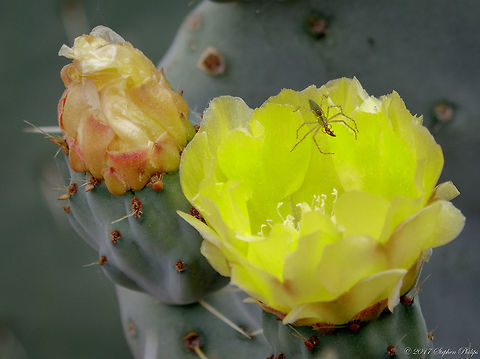Dinner Green Lynx on a prickly pear cactus having a late afternoon snack. Geotagged,Green lynx spider,Peucetia viridans,Spring,United States