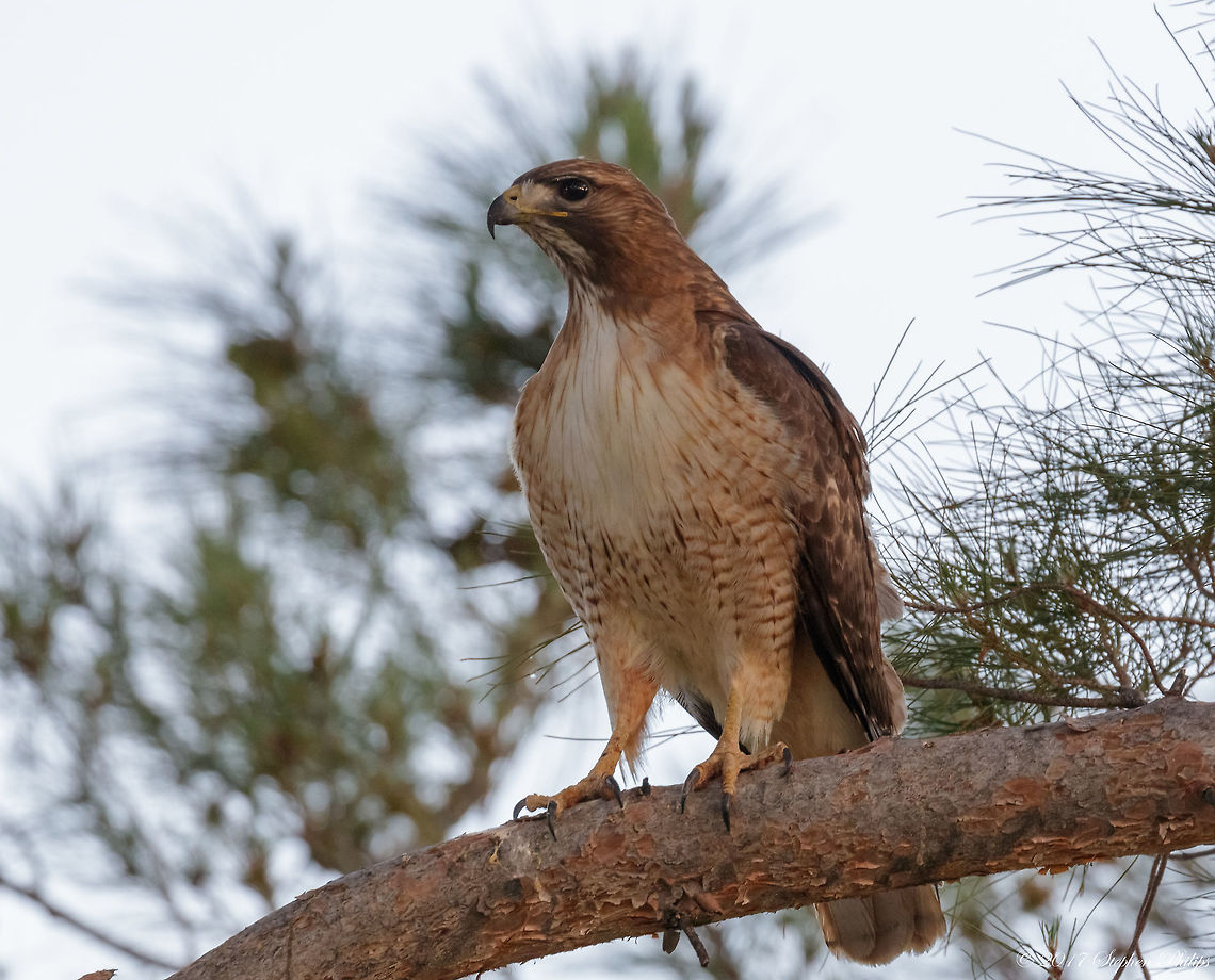 Mother Coopers Hawk A pair of Coopers hawks in a pine tree in the wild outside of Tucson, AZ. The papa coopers is posted here: <figure class="photo"><a href="https://www.jungledragon.com/image/50105/papa_coopers_hawk.html" title="Papa Coopers Hawk"><img src="https://s3.amazonaws.com/media.jungledragon.com/images/2428/50105_thumb.jpg?AWSAccessKeyId=05GMT0V3GWVNE7GGM1R2&Expires=1770854410&Signature=1XZBeX%2FNN9MYzvp979XW69IvaIw%3D" width="200" height="152" alt="Papa Coopers Hawk A pair of Coopers hawks sitting in a pine tree outside of Tucson, AZ. This male was very vocal. The female hawk is posted here: https://www.jungledragon.com/image/50104/mother_coopers_hawk.html Accipiter cooperii,Coopers Hawk,Geotagged,Spring,United States" /></a></figure><br />
<br />
About the shot: Hawk was sitting amongst the branches in shadow at sunset, hence the lack of detail and brightness. Accipiter cooperii,Coopers Hawk,Geotagged,Spring,United States