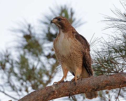 Mother Coopers Hawk A pair of Coopers hawks in a pine tree in the wild outside of Tucson, AZ. The papa coopers is posted here: https://www.jungledragon.com/image/50105/papa_coopers_hawk.html

About the shot: Hawk was sitting amongst the branches in shadow at sunset, hence the lack of detail and brightness. Accipiter cooperii,Coopers Hawk,Geotagged,Spring,United States