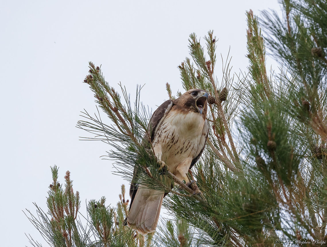 Papa Coopers Hawk A pair of Coopers hawks sitting in a pine tree outside of Tucson, AZ. This male was very vocal. The female hawk is posted here: <figure class="photo"><a href="https://www.jungledragon.com/image/50104/mother_coopers_hawk.html" title="Mother Coopers Hawk"><img src="https://s3.amazonaws.com/media.jungledragon.com/images/2428/50104_thumb.jpg?AWSAccessKeyId=05GMT0V3GWVNE7GGM1R2&Expires=1767225610&Signature=SXMnv5Z51uSYph%2F%2F9om5W%2BF8KpI%3D" width="200" height="162" alt="Mother Coopers Hawk A pair of Coopers hawks in a pine tree in the wild outside of Tucson, AZ. The papa coopers is posted here: https://www.jungledragon.com/image/50105/papa_coopers_hawk.html<br />
<br />
About the shot: Hawk was sitting amongst the branches in shadow at sunset, hence the lack of detail and brightness. Accipiter cooperii,Coopers Hawk,Geotagged,Spring,United States" /></a></figure> Accipiter cooperii,Coopers Hawk,Geotagged,Spring,United States
