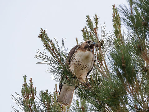 Papa Coopers Hawk A pair of Coopers hawks sitting in a pine tree outside of Tucson, AZ. This male was very vocal. The female hawk is posted here: https://www.jungledragon.com/image/50104/mother_coopers_hawk.html Accipiter cooperii,Coopers Hawk,Geotagged,Spring,United States
