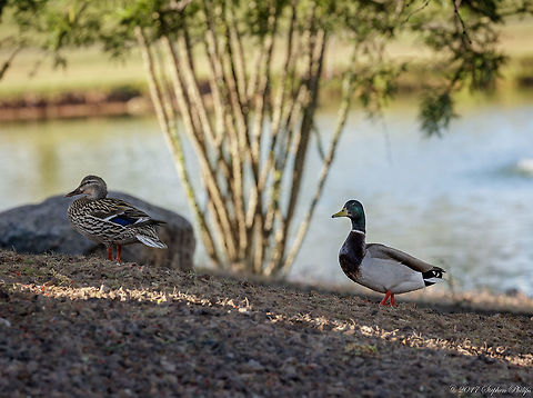 Mallards in Spring The desert can provide a springtime home for migrating Mallards. This pair may be passing through or might stay for brooding. Man made pond creates a great environment for migrating fowl. Anas platyrhynchos,Geotagged,Mallard,Spring,United States