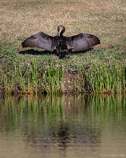 I can get it! This cormorant was warming and cleaning itself on the shore of a man made lake in Arizona. Not common in this area. Geotagged,Neotropic cormorant,Phalacrocorax brasilianus,Spring,United States